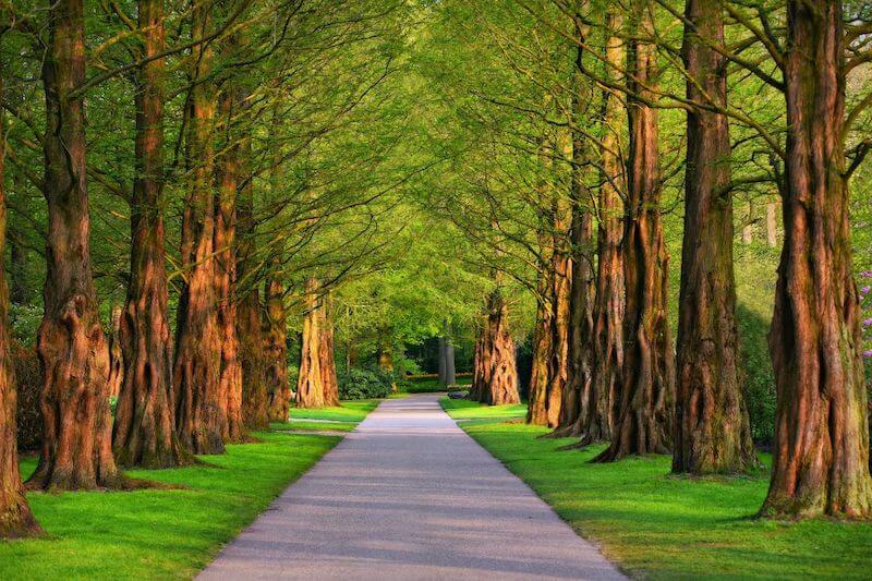 Wood and the Trees