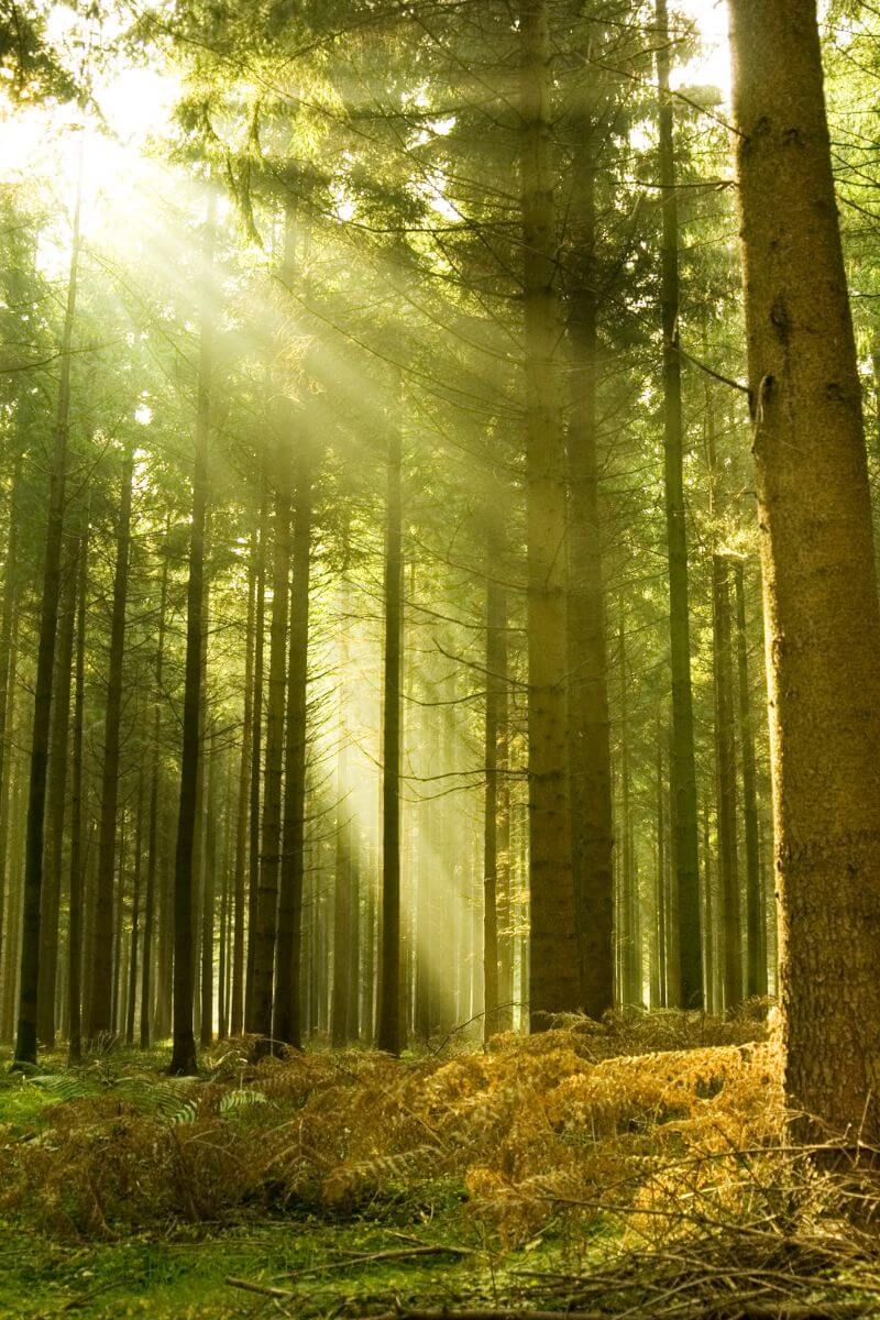 Forest with Sunlight